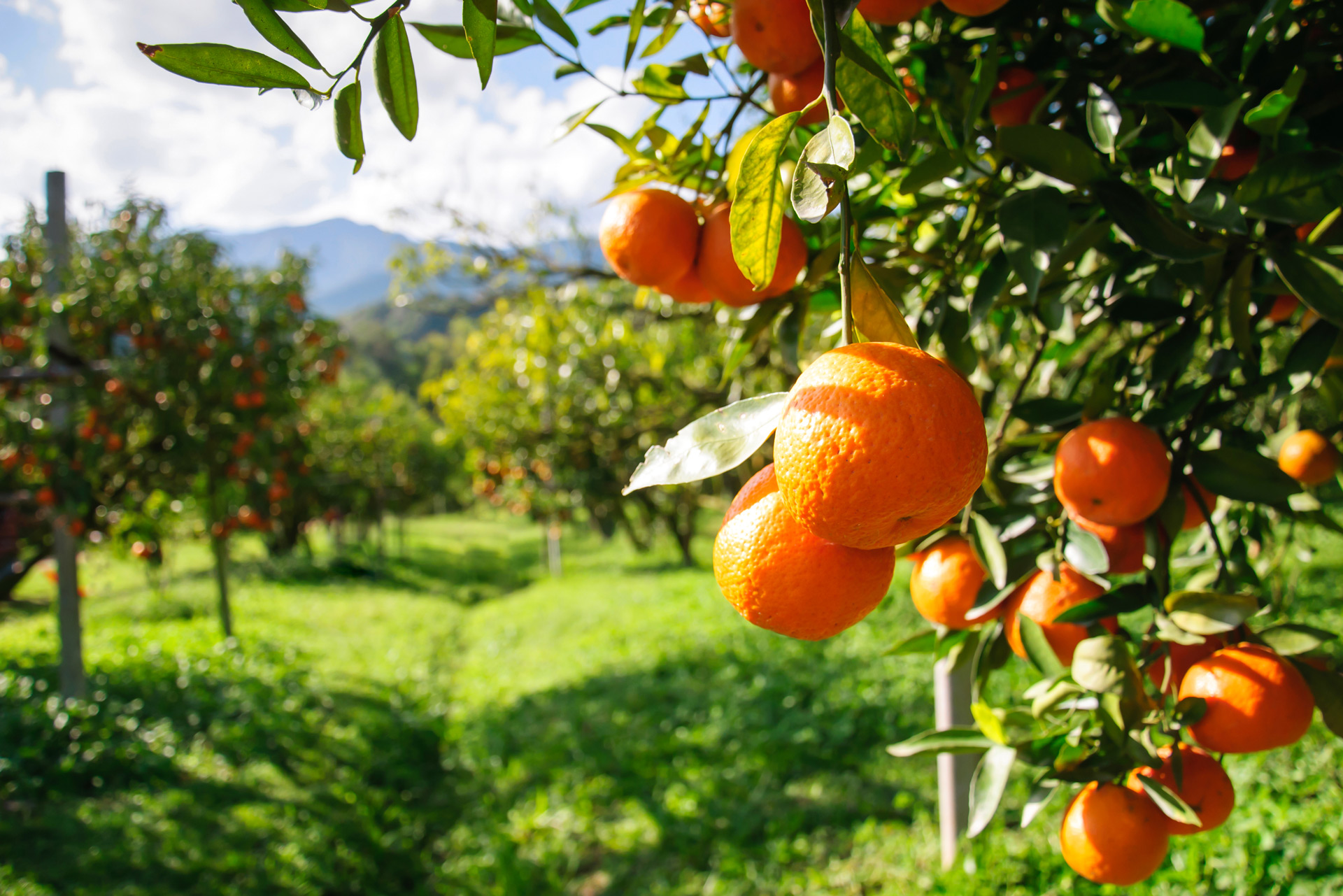 The Best Orchards to Visit in the UK