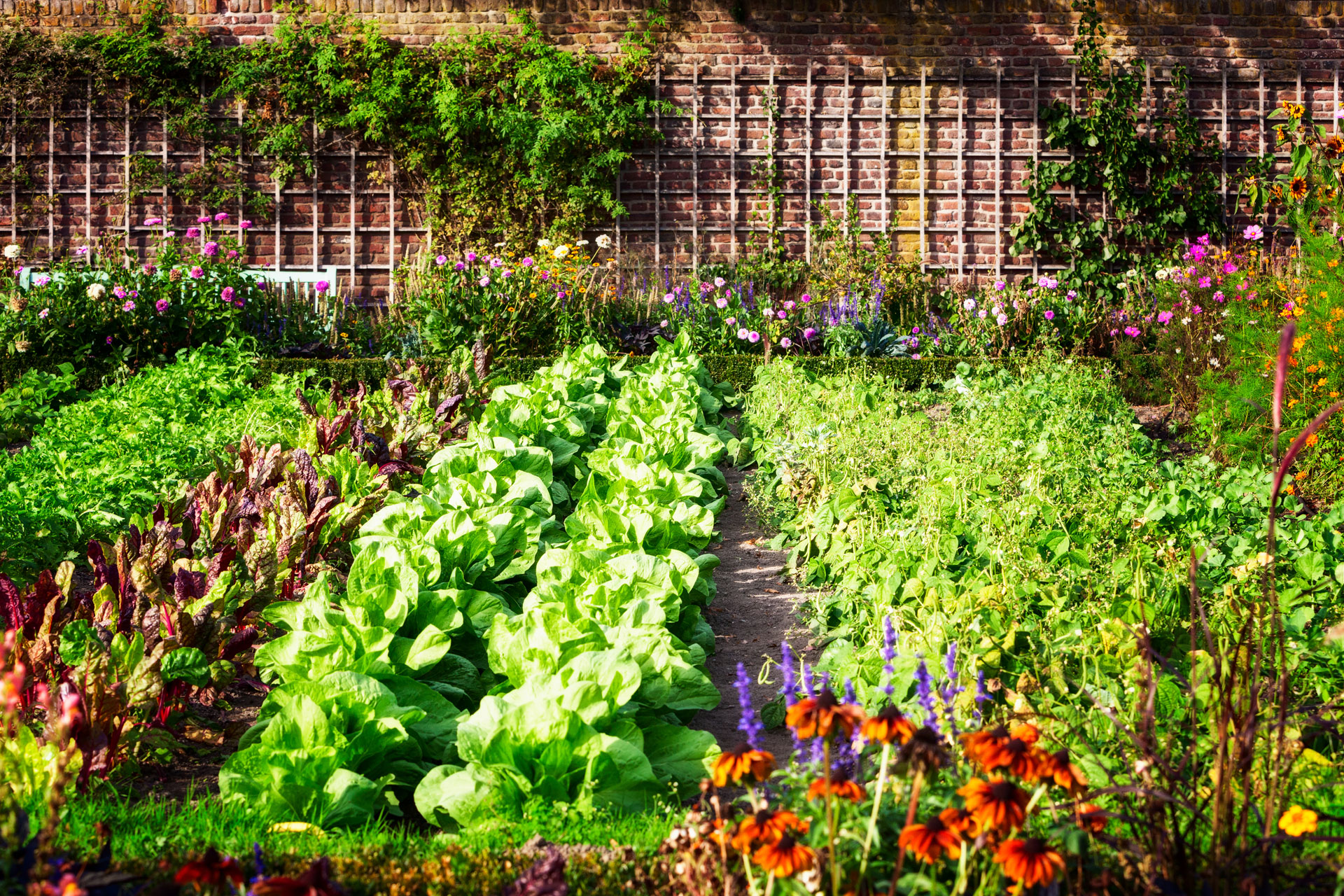 Make Your Own Kitchen Garden: 10 Top Tips