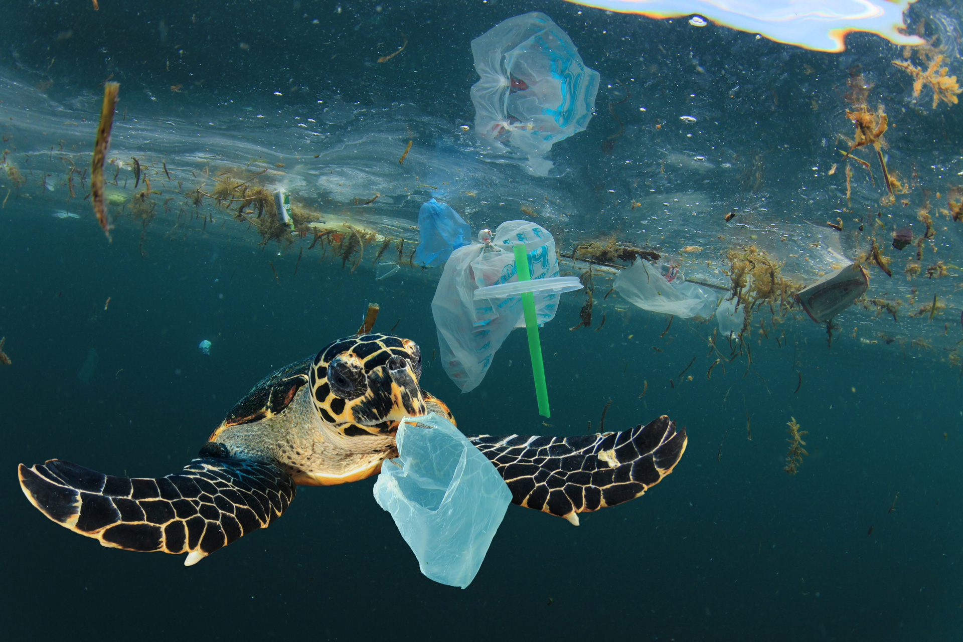 World Oceans Day: What Is It And How Can You Help?