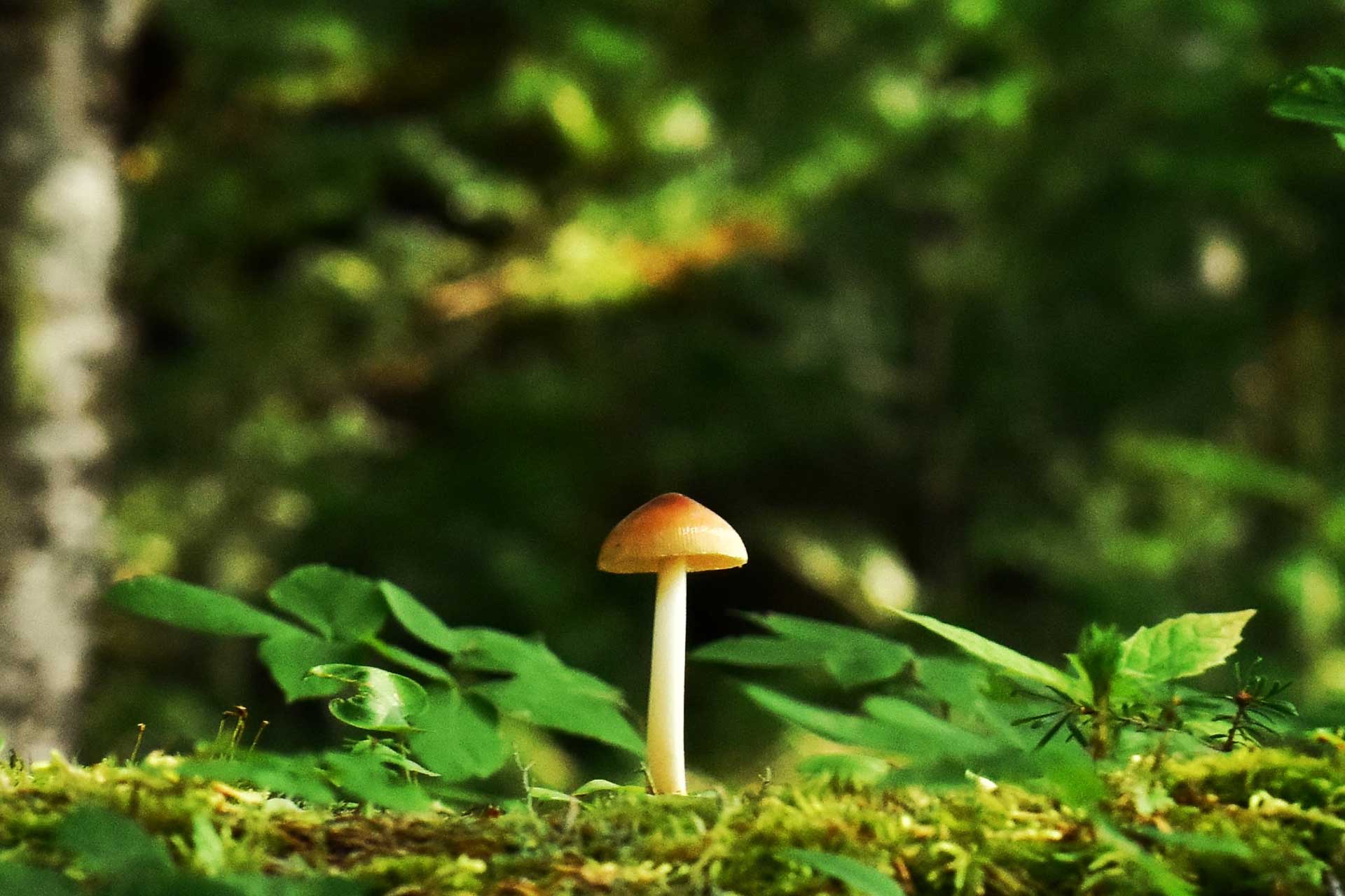 Magic Mushrooms: 5 Reasons Why Fungi Are The Future of Sustainability