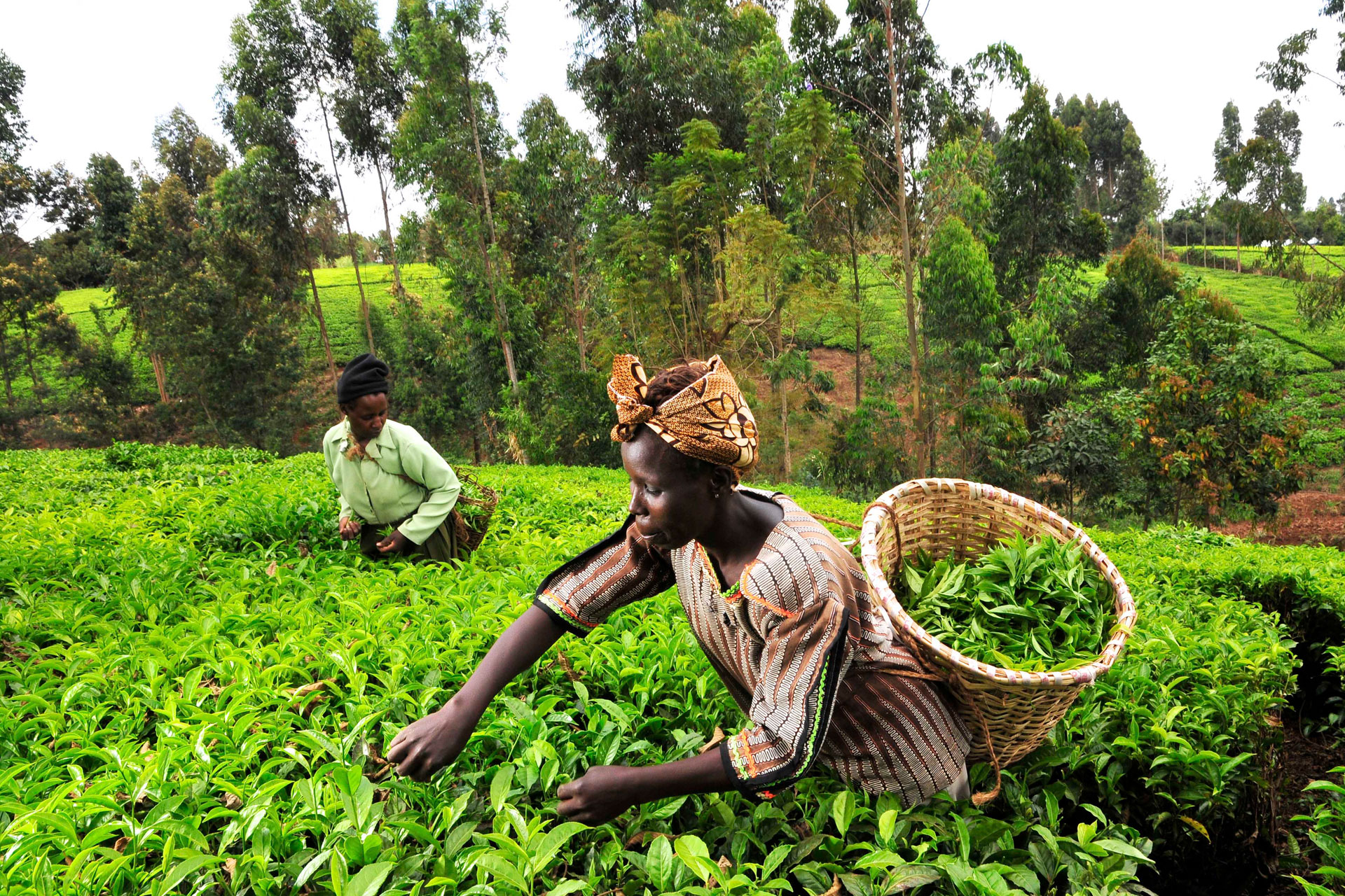 Is Your Cuppa Ethical?