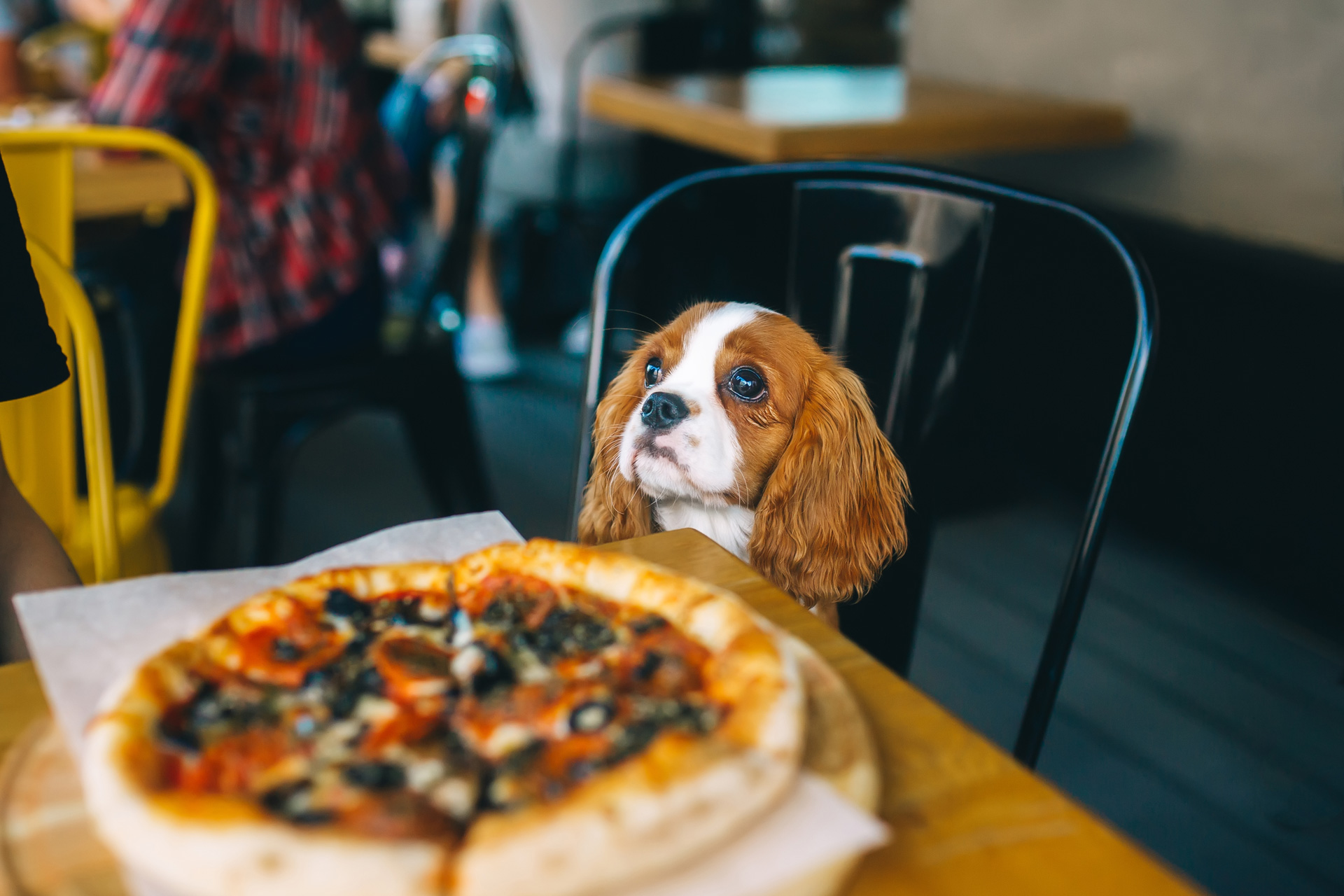 Best Dog-Friendly Restaurants in York