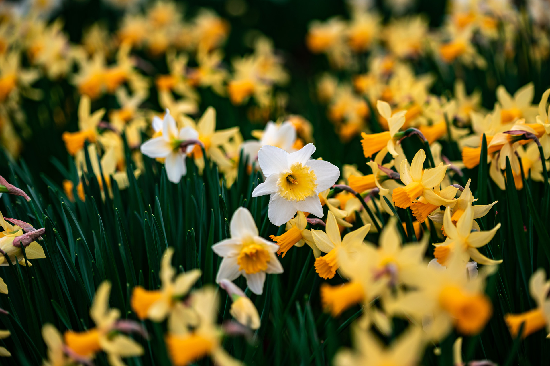 Could Daffodils Be The Key To Solving The Climate Crisis?