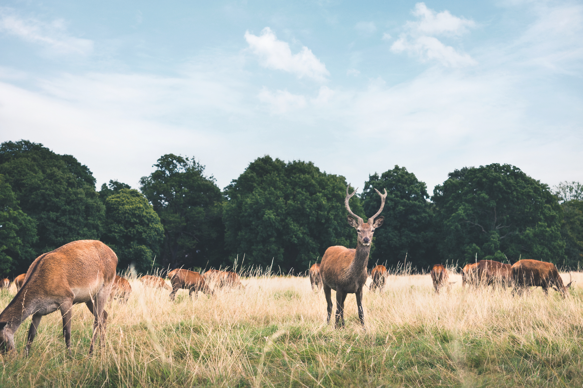 Is Game Our Solution to Sustainable Meat Consumption?